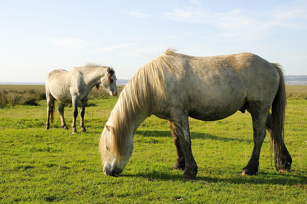 Two Welsh mountain ponies (Equus caballus) grazing Llanrhidian salt marshes, The Gower Peninsula, Wales, United Kingdom, Europe