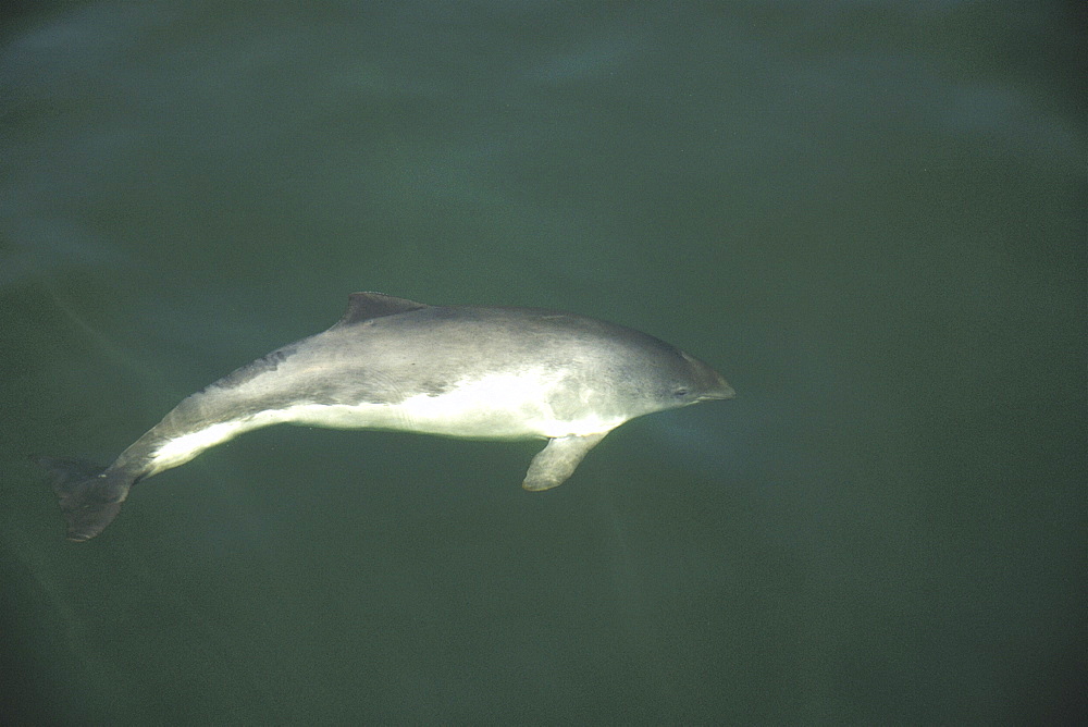 Very rare photograph of a curious Harbour porpoise (Phocoena phocoena) visiting the research vessel. St. Lawrence estuary, Canada   (RR)