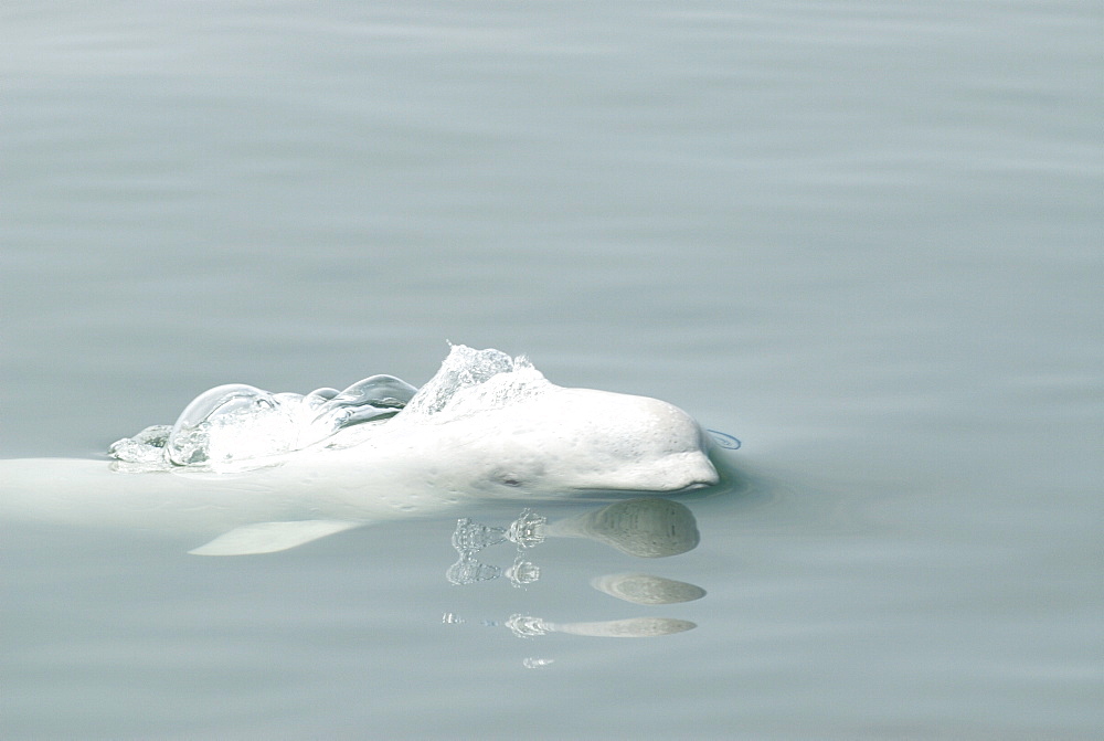 Just a split second before surfacing, a Beluga whale (Delphinapterus leucas) opens its blowhole to exhale ready to inhale when the blowhole has cleared the water. Beluga whales are an endangered and protected species in the St. Lawrence estuary, Canada