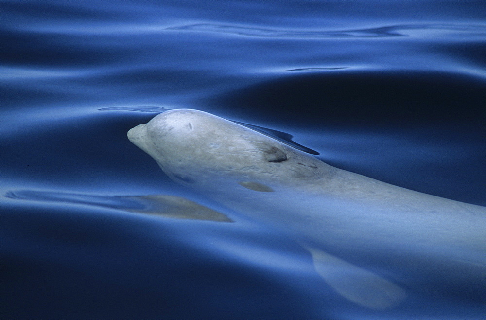 Only for a few seconds the blowhole of a surfacing beluga whale (Delphinapterus leucas) is exposed and free of water. St. Lawrence estuary, Canada Sequence 1/3.