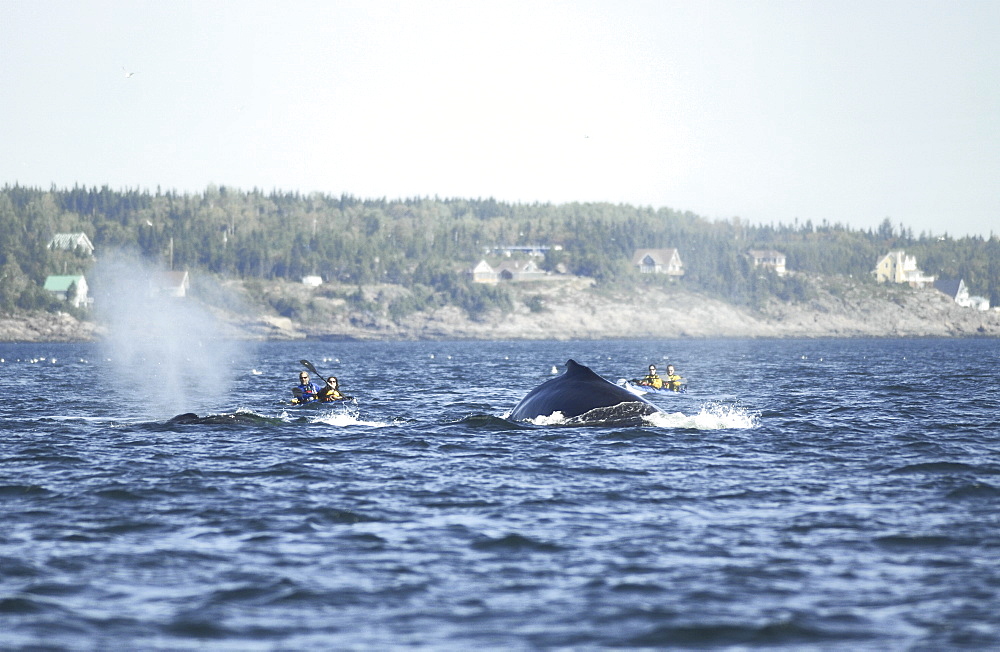 The Humpback whales (Megaptera novaeangliae) named Tic-Tac-Toe and Siam diving in close proximity to kayakers who will certainly always remember this very special encounter with these giants. The absence of an engine might make it difficult for whales to perceive kayakers. St. Lawrence estuary, Canada