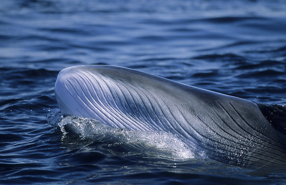 Closeup of a Minke whale (Balaenoptera acutorostrata) showing the beautiful pattern of parallel grooves near the tip of the snout. St. Lawrence estuary, Canada