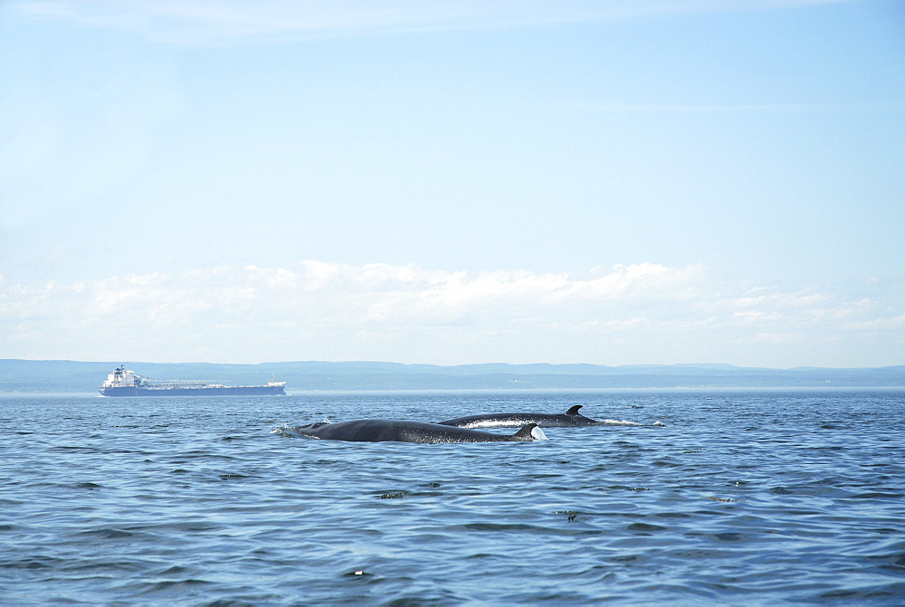 Two Minke whales (Balaenoptera acutorostrata) surfacing as a pair. Whales migrating to the St. Lawrence estuary, Canada, have to share their summer feeding ground with numerous freighters along the international seaway which connects Quebec City with the Atlantic ocean.