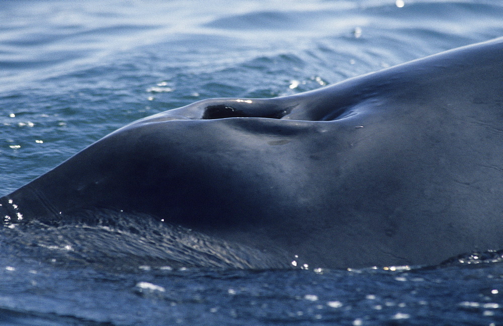 Close up of the blowholes of a Minke whale (Balaenoptera acutorostrata) that lie just posterior of the distinctive ridge stretching over the rostrum. St. Lawrence estuary, Canada