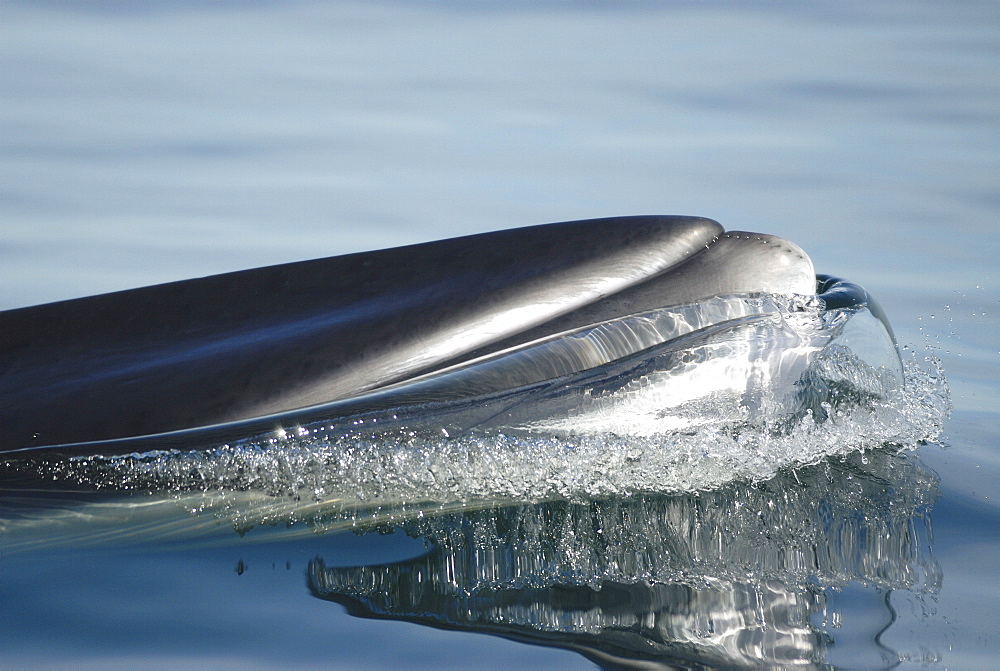 What is more beautiful? The harmonically formed tip of the Minke whaleÃŒs (Balaenoptera acutorostrata) snout or the water bubble along its lips? St. Lawrence estuary, Canada