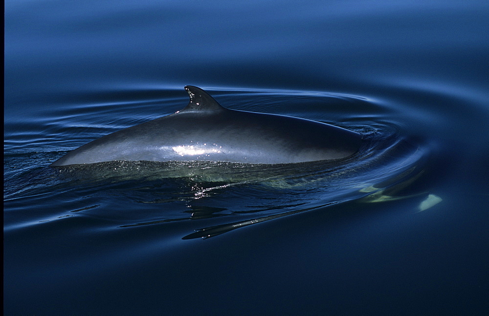 Even in conditions with little visibility, the white flipper band of a Minke whale (Balaenoptera acutorostrata) shines through the water of the St. Lawrence estuary, Canada