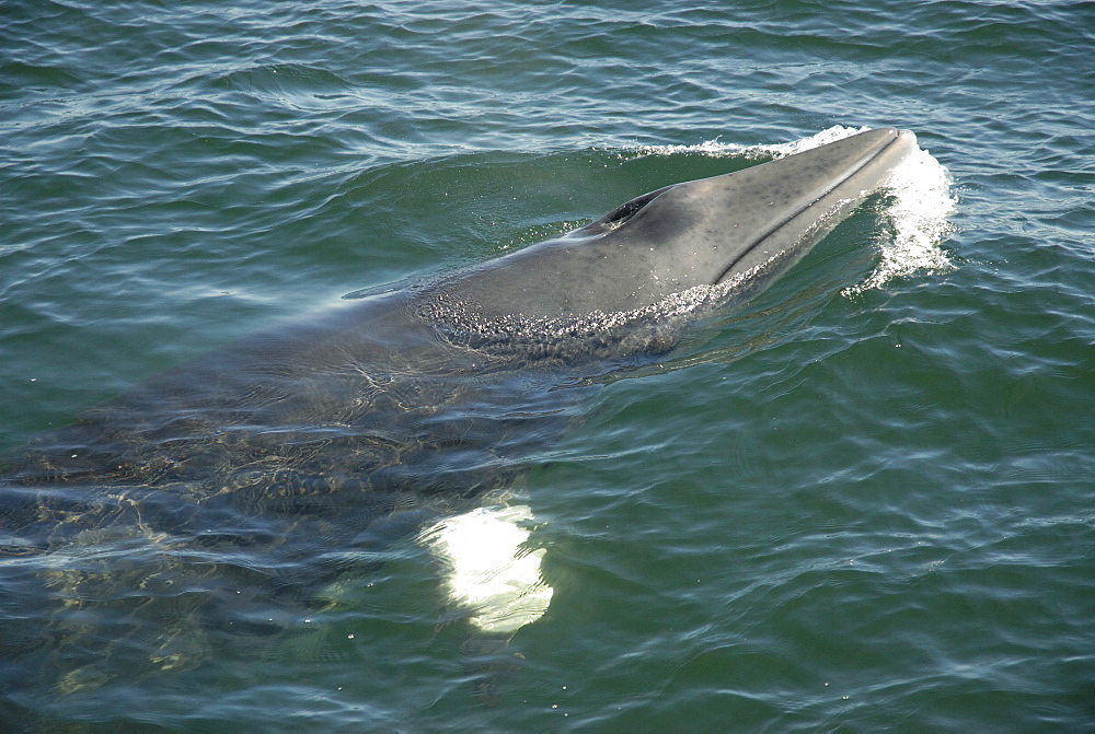 The white flipper band of a Minke whale (Balaenoptera acutorostrata) is visible through the greenish water. This distinctive feature is characteristic of Minke whales of the northern hemisphere and the most obvious difference to their relatives in the Antarctic. St. Lawrence estuary, Canada