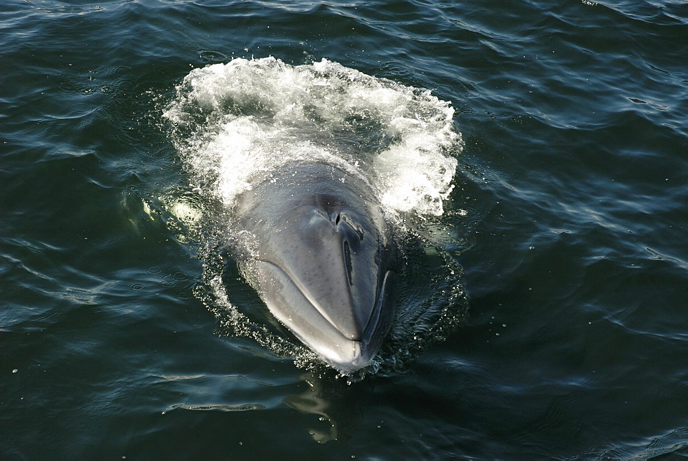 Approaching the boat from behind, this Minke whale (Balaenoptera acutorostrata) heaves its head out of the water. St. Lawrence estuary, Canada. Sequence 2/3.