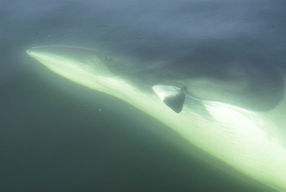 She canÃŒt be more trusting than that. A curious Minke whale (Balaenoptera acutorostrata) has turned upside down exposing her white belly, navel and genital slits to the photographer. St. Lawrence estuary, Canada