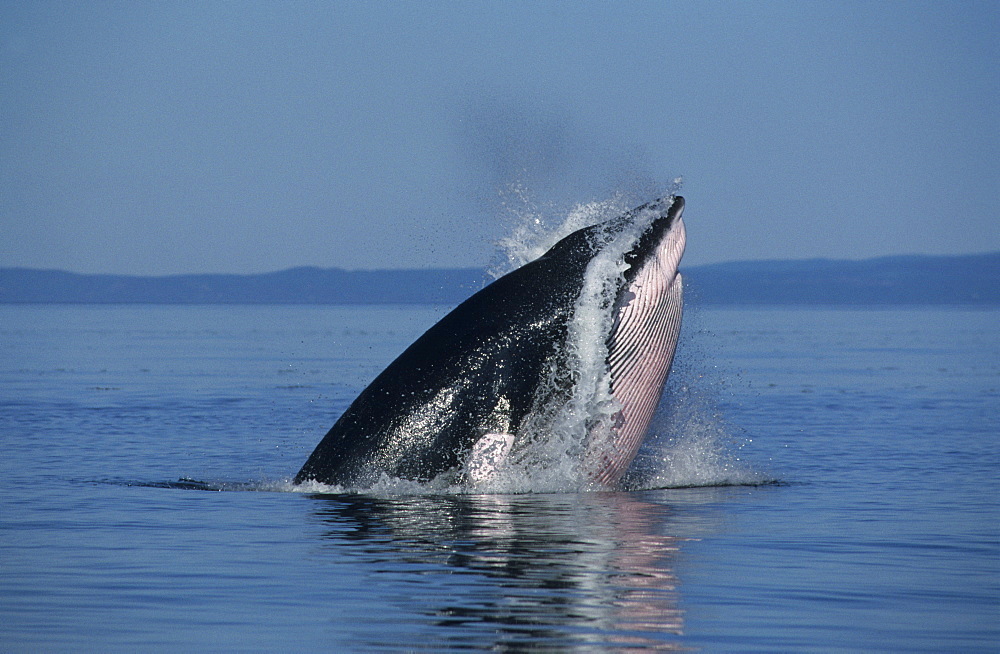 Oblique lunge of a Minke whale (Balaenoptera acutorostrata) named Crowsfoot who has performed all feeding manoeuvre types known from the St. Lawrence estuary, Canada