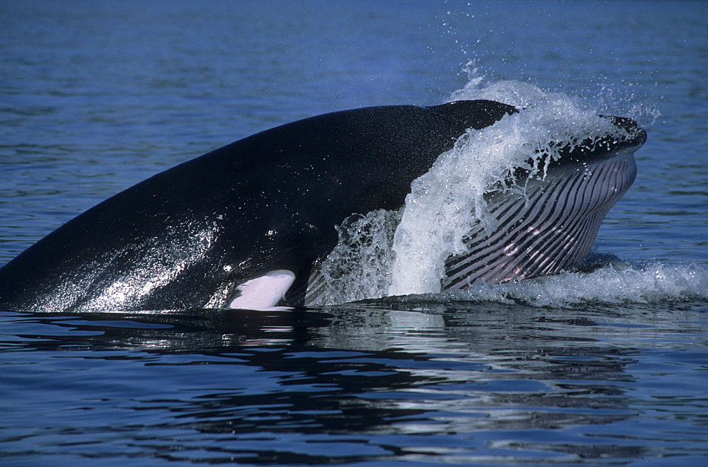 Late phase of an oblique lunge. The Minke whale (Balaenoptera acutorostrata) falls back into the water while its throat is still expanded and water is pushed out under high pressure. St. Lawrence estuary, Canada