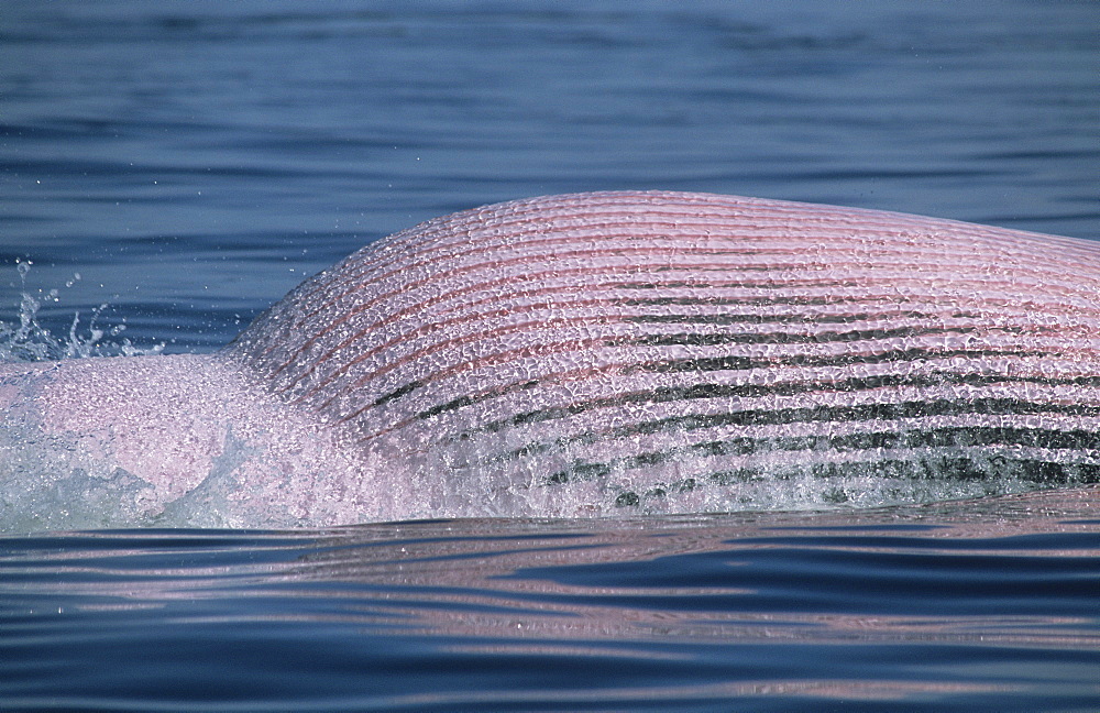 A dense net of blood vessels colour the belly of Minke whales (Balaenoptera acutorostrata) named Picasso pink during high feeding activity. St. Lawrence estuary, Canada