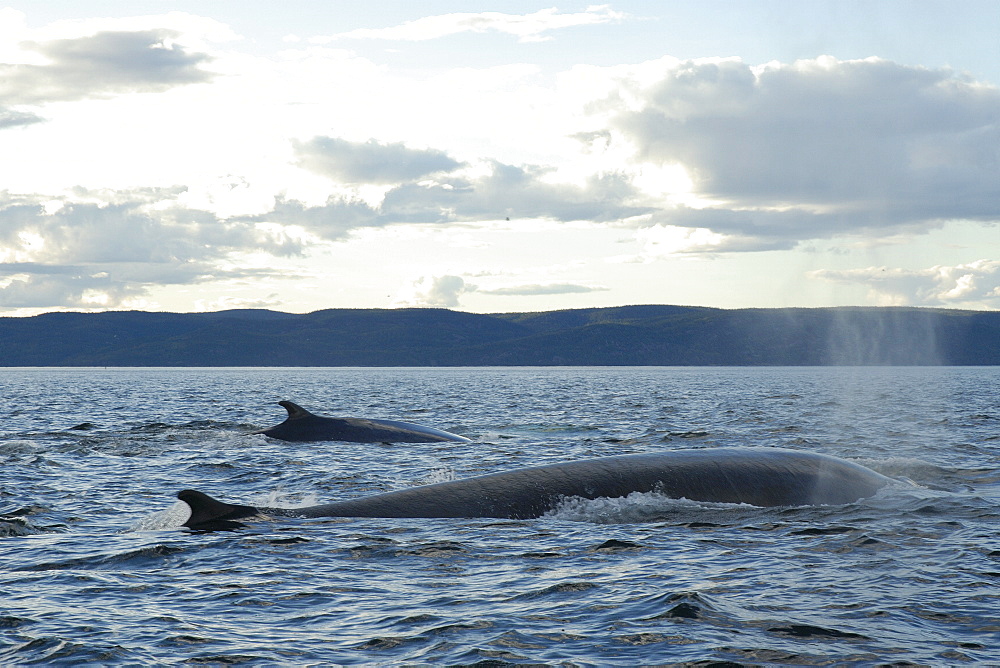 Finback whale (Balaenoptera physalus) might be seen alone or in pairs but often form groups of more than a dozen animals in order to hunt fish. St. Lawrence estuary, Canada   (RR)