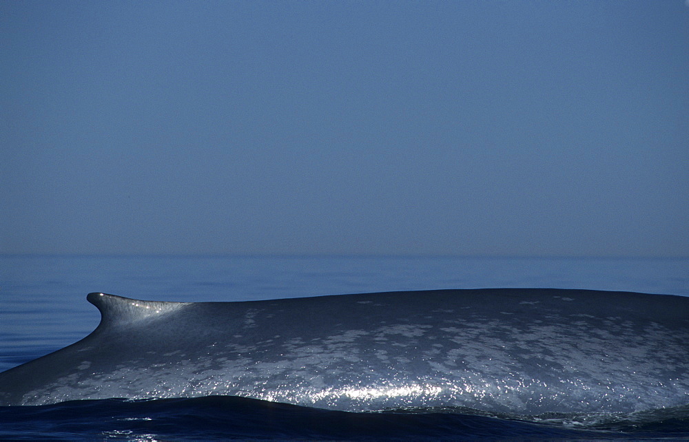 The blueish colouration pattern of Blue whales (Balaenoptera musculus) is used for photo-identification. St. Lawrence estuary, Canada