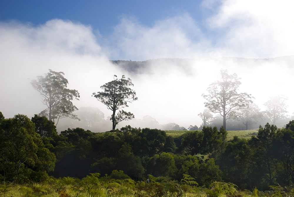 Early morning mist on farming land, Eucalyptus Trees, Kangaroo Valley, New South Wales, Australia