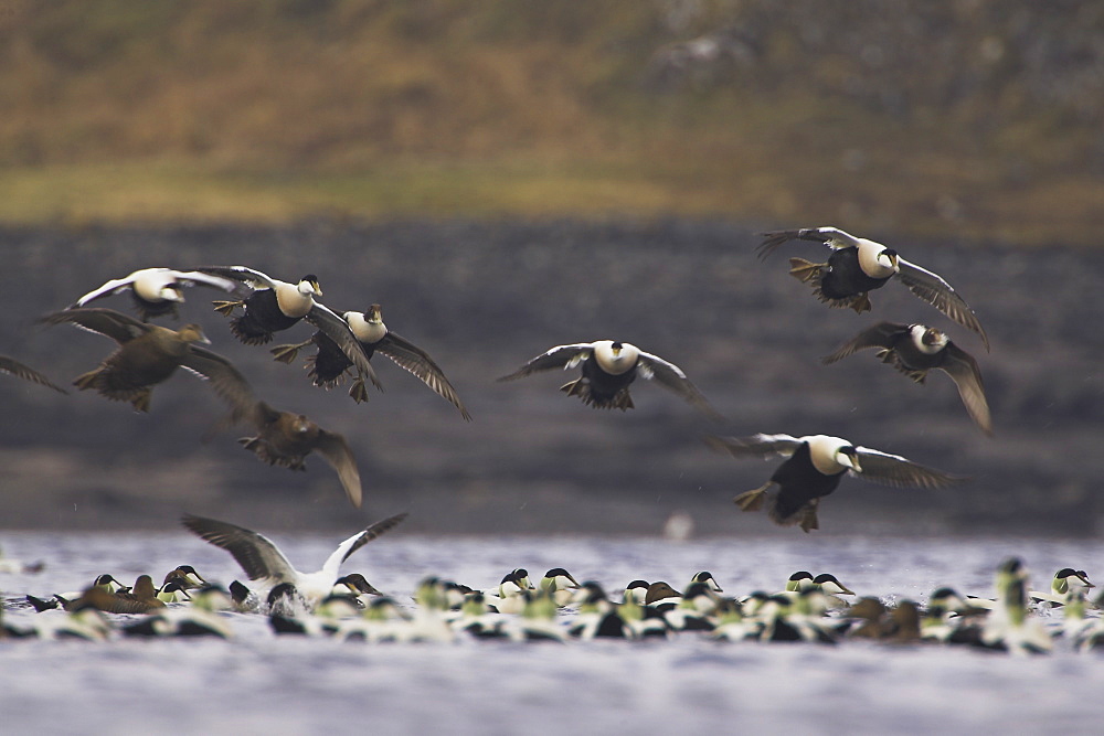 Eider male and female (Somateria mollissima) flying into land in a raft. Eiders raft together in winter, the males all squabiling together, preening, diving and flapping. Eiders come from all over to raft together , Scotland