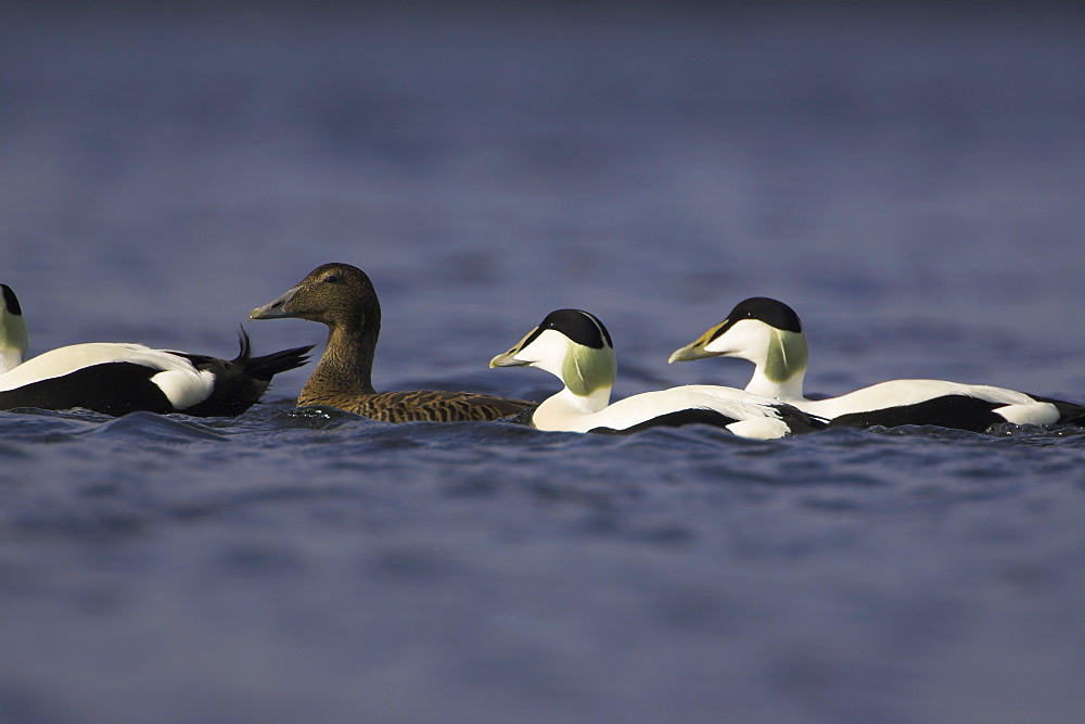 Eider Drake and female (Somateria mollissima) swimming together. Eiders raft together in winter, the males all squabbling together, preening, diving and flapping. Eiders come from all over to raft together, Scotland