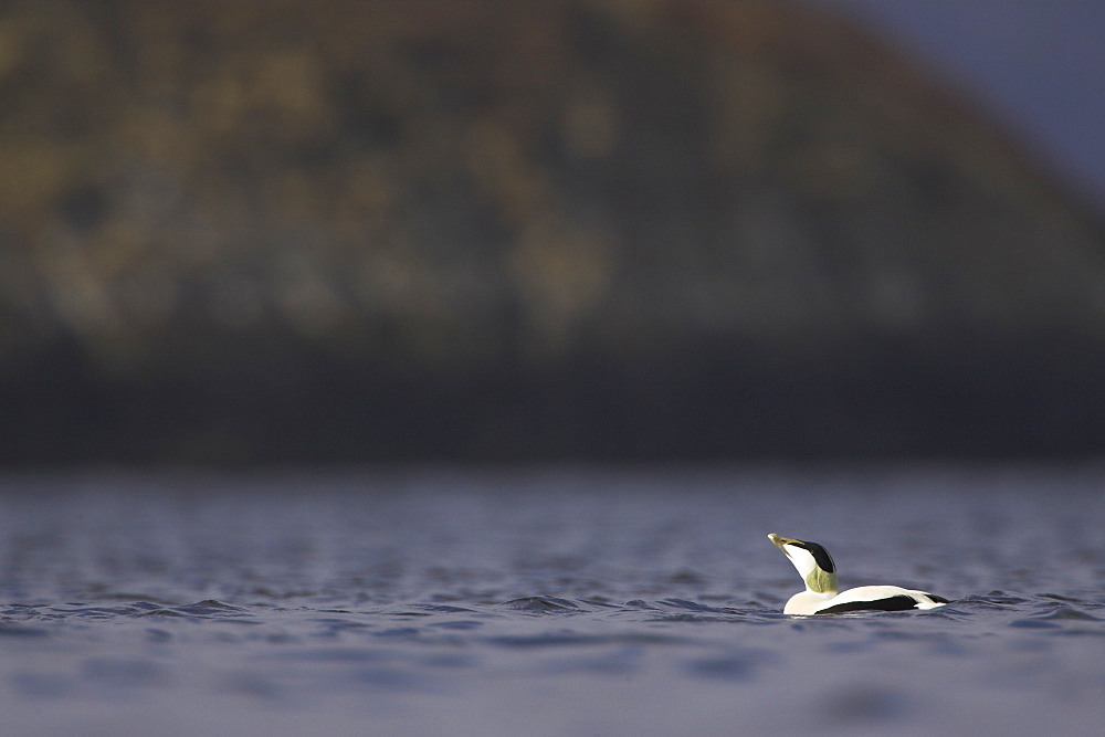 Eider Drake (Somateria mollissima) calling. Eiders raft together in winter, the males all squabbling together, preening, diving and flapping. Eiders come from all over to raft together, Scotland