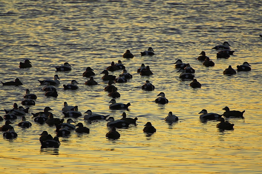 Eider Drake and female (Somateria mollissima) calling and interacting in raft with sun setting. Eiders raft together in winter, the males all squabbling together, preening, diving and flapping. Eiders come from all over to raft together, Scotland