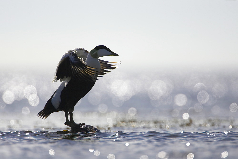 Eider Drake (Somateria mollissima) perched on rock, silhouetted against sun on water, flapping heads. Angus, Scotland, UK