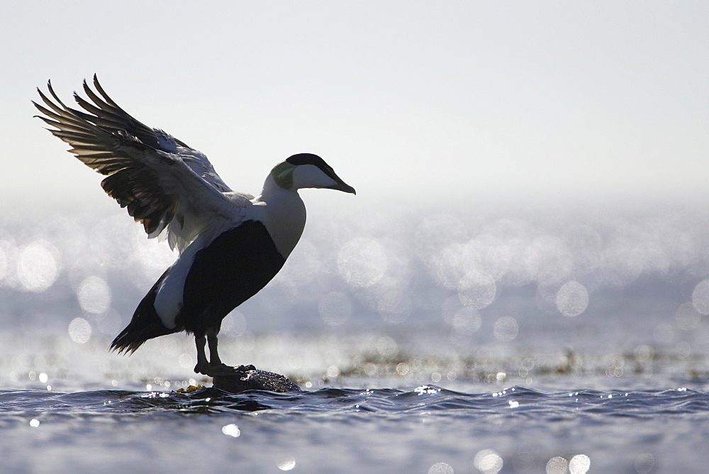 Eider Drake (Somateria mollissima) perched on rock, silhouetted against sun on water, flapping wings. Angus, Scotland, UK