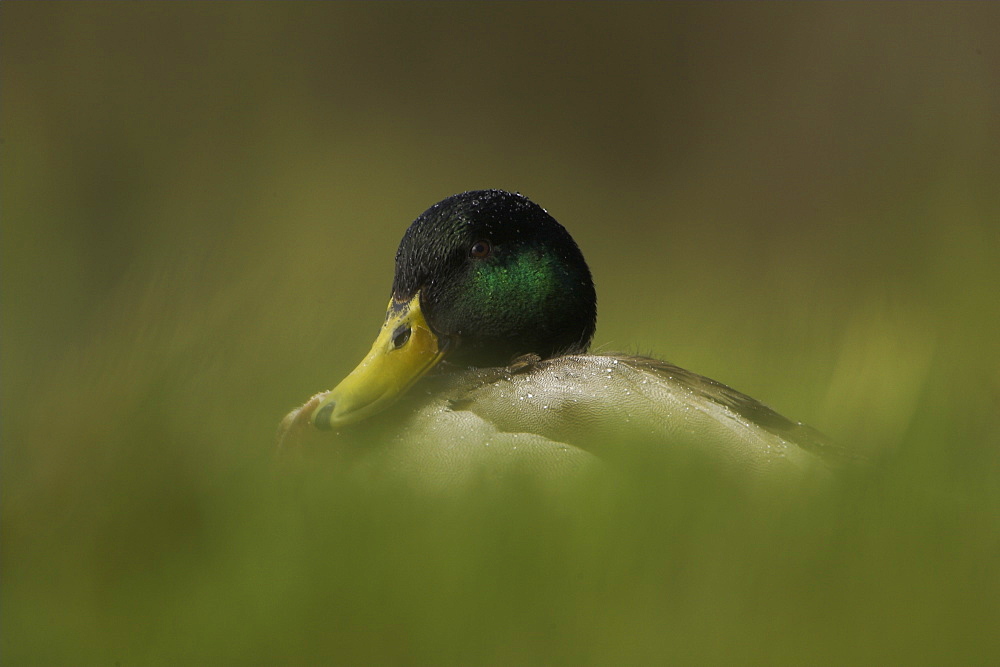 Mallard (Anas Pltyrhynchos), alert in long grass while it is raining. 