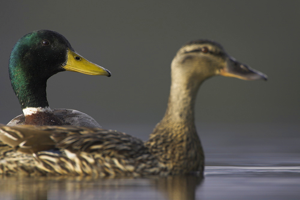 Mallard male (Anas paltyrhynchos) head shot with female headshot in foreground  with reflection in early morning light on Loch Etive , Scotland