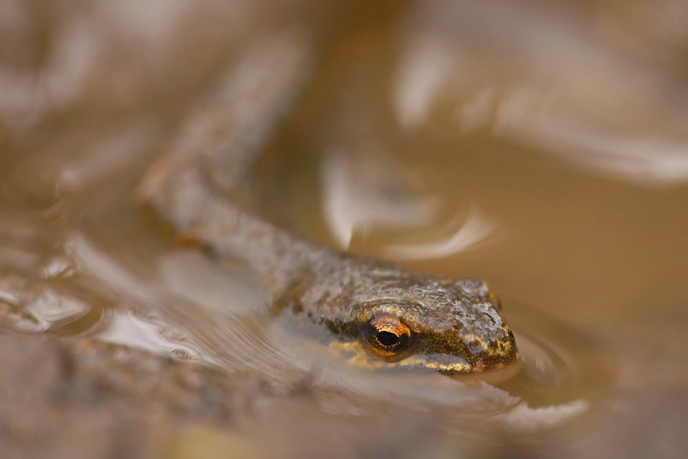 Palmate Newt (Triturus helvetica), submerged in puddle while on the move, body in focus Argyll Scotland, UK