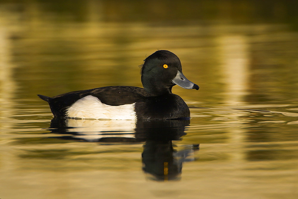 Tufted Duck (Aythya fuligula) portrait of male side on in a golden reflection on the water. The reflection is from early morning golden light bouncing of buildings surrounding the canal , Scotland