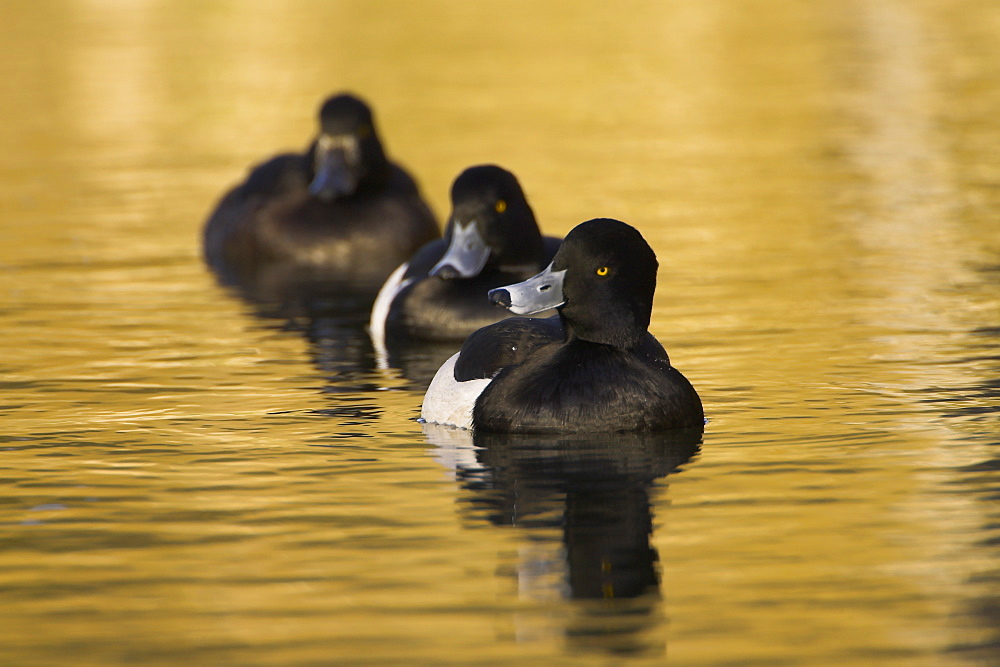 Tufted Duck (Aythya fuligula) male at head of line of 3 ducks, 2 males and a female in golden reflection on the water. The reflection is from early morning golden light bouncing of buildings surrounding the canal. , Scotland