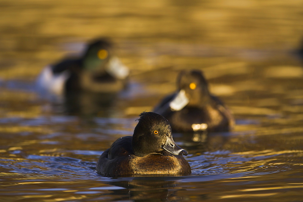 Tufted Duck (Aythya fuligula) portrait of female with 2 males following, in golden water. The reflection is from early morning golden light bouncing of buildings surrounding the canal. , Scotland