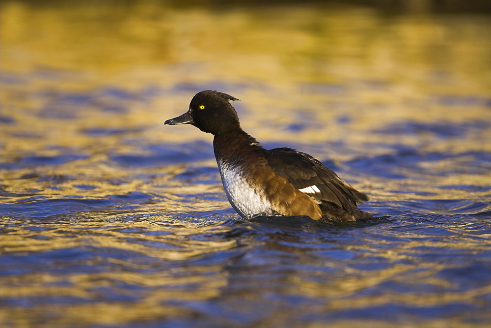 Tufted Duck (Aythya fuligula) portrait of female shaking water of body while preening in a golden reflection on the water. The reflection is from early morning golden light bouncing of buildings surrounding the canal. Scotland