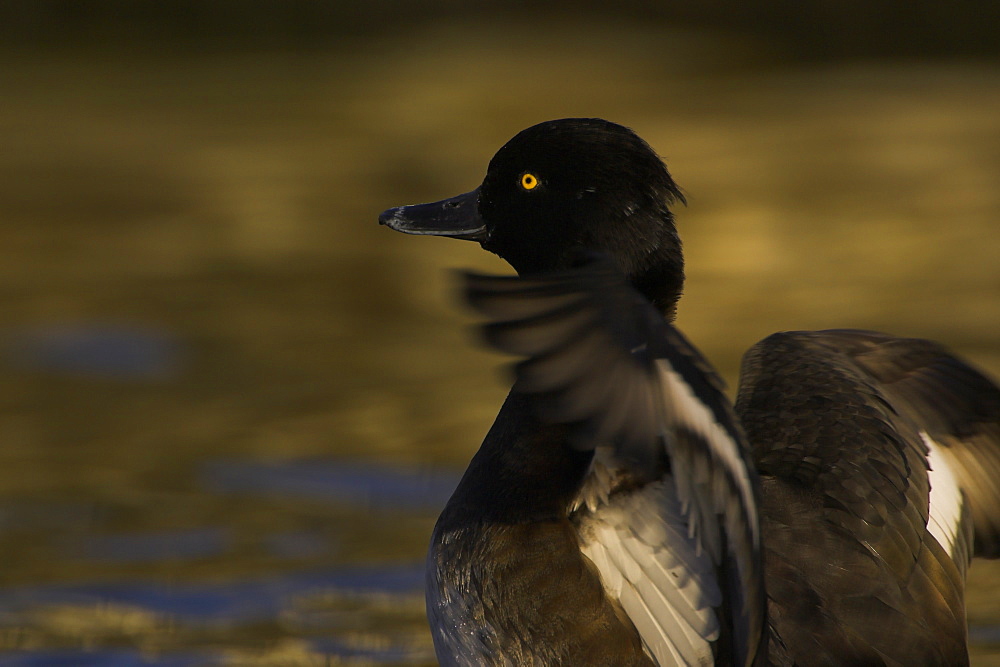 Tufted Duck (Aythya fuligula) female, close up of flapping wings while preening in a golden reflection on the water. The reflection is from early morning golden light bouncing of buildings surrounding the canal.  Scotland