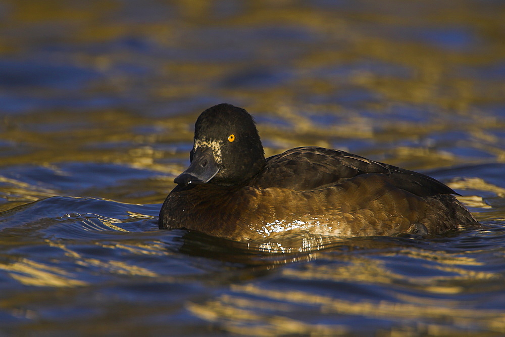 Tufted Duck (Aythya fuligula) portrait of female side on in a golden reflection on the water. The reflection is from early morning golden light bouncing of buildings surrounding the canal, Scotland