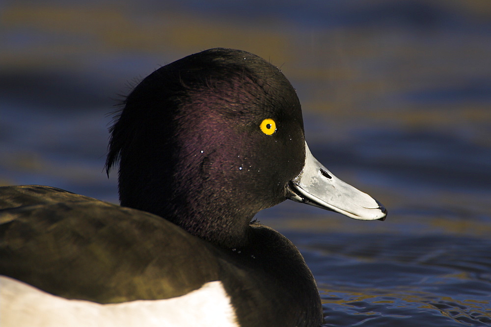 Tufted Duck (Aythya fuligula) close up portrait of male head with blue water in background, duck looks like he is smiling.  Scotland