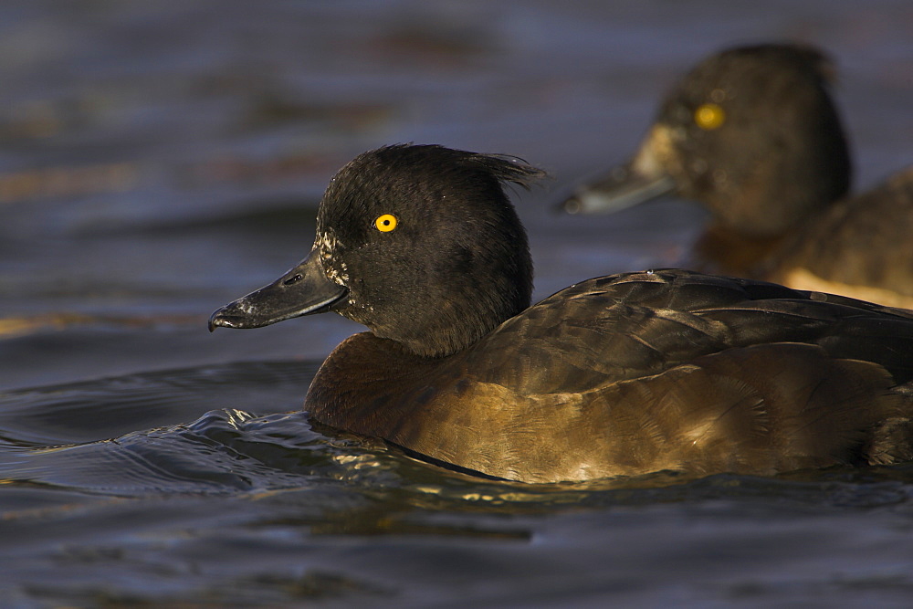 Tufted Duck (Aythya fuligula) portrait of 2 females side by side in canal, with blue water surrounding ducks , Scotland