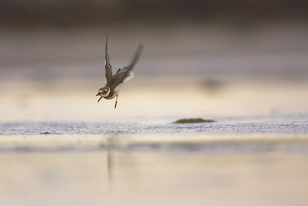 Ringed Plover (Charadrius hiaticula) flying over water and sandy beach. Gott bay, Argyll, Scotland, UK    (rr)