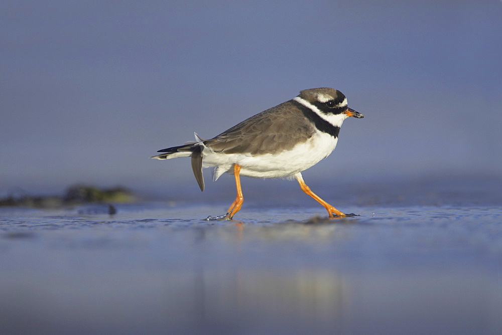 Ringed Plover (Charadrius hiaticula) running along shallow water on beach in search of grubs in the sand and shallows. Gott bay, Argyll, Scotland, UK