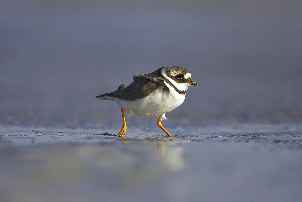 Ringed Plover (Charadrius hiaticula) running along shallow water on beach in search of grubs in the sand and shallows. Gott bay, Argyll, Scotland, UK