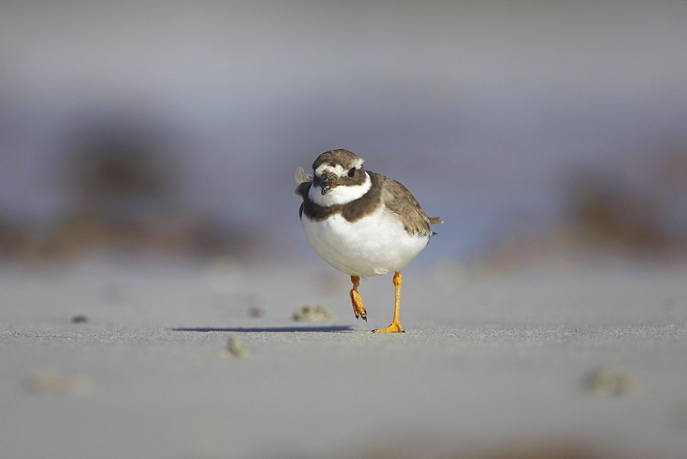 Ringed Plover (Charadrius hiaticula) running along beach in search of grubs in the sand. Gott bay, Argyll, Scotland, UK