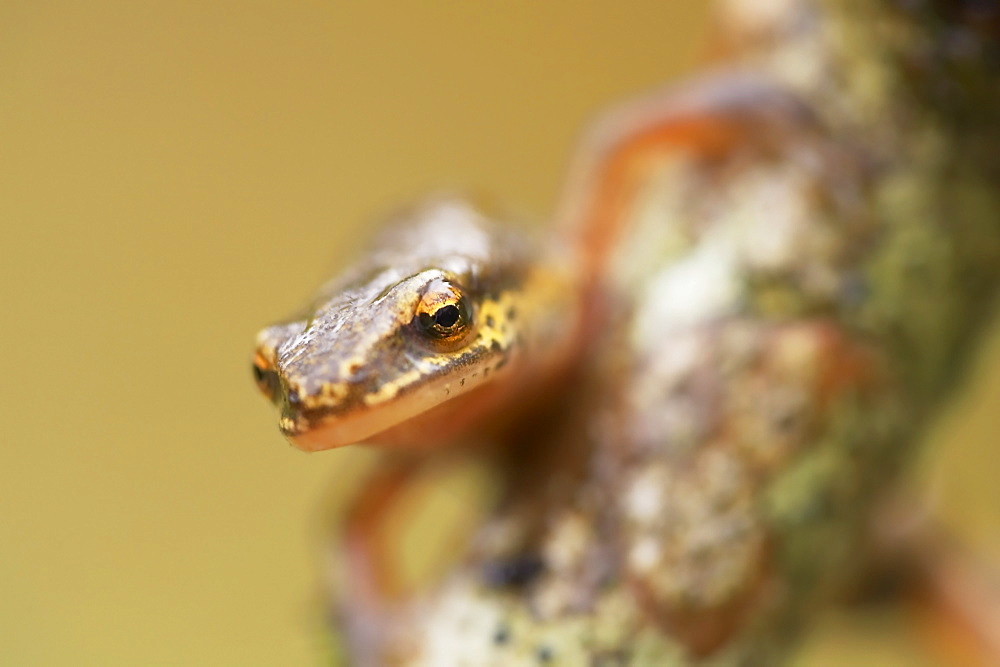 Palmate Newt (Triturus helvetica) head portrait while crawling over branch Argyll Scotland, UK