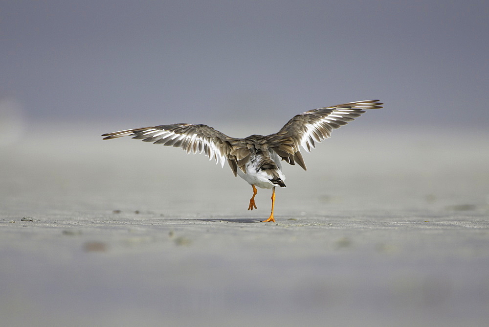 Ringed Plover (Charadrius hiaticula) taking off from a sandy beach wings outstretched. Gott bay, Argyll, Scotland, UK