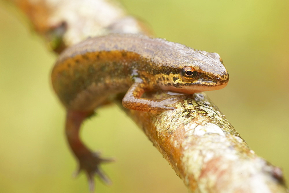 Palmate Newt (Triturus helvetica) head portrait while crawling over branch Argyll Scotland, UK