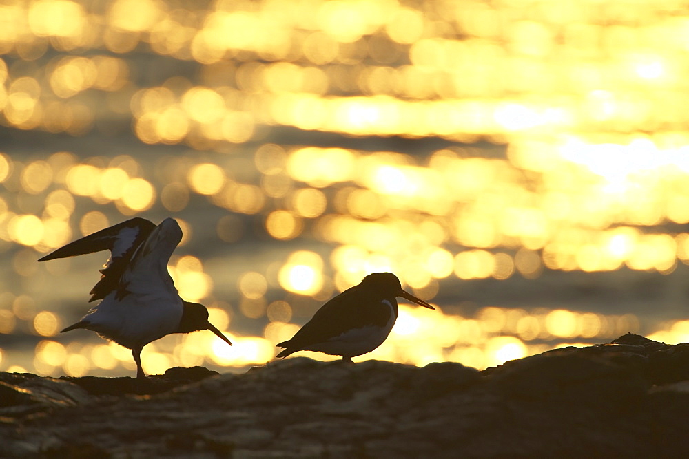 Oystercatcher (Haematopus ostralegus) pair silhouetted against golden reflection of a sunrise. One flapping wings. Argyll Scotland, UK