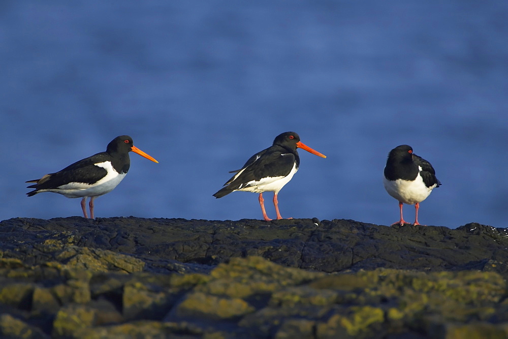 Oystercatcher (Haematopus ostralegus) group of three on rock with blue sea as background Argyll Scotland, UK