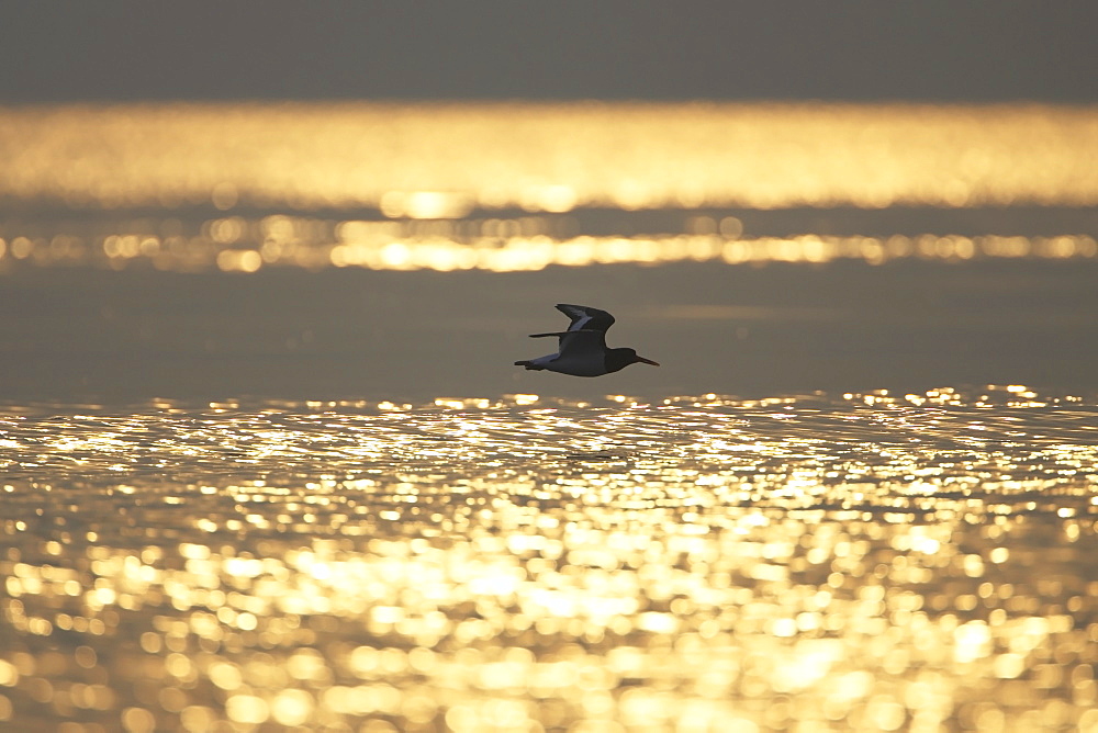 Oystercatcher (Haematopus ostralegus) flying, silhouetted against sunrise reflected in water Argyll Scotland, UK