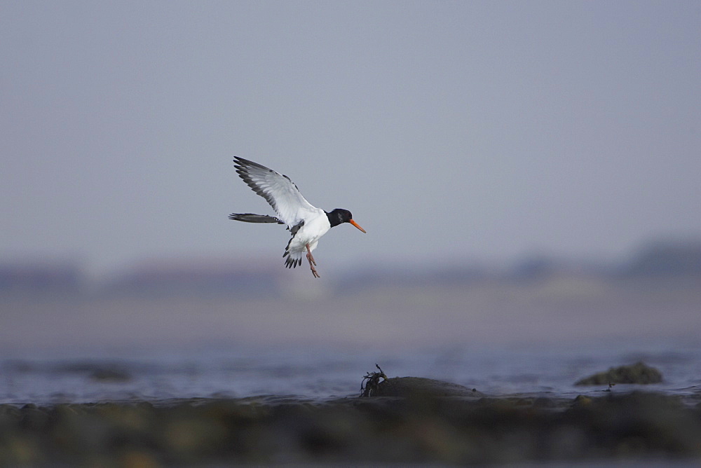 Oystercatcher (Haematopus ostralegus) coming into land, picture mid flight Angus Scotland, UK