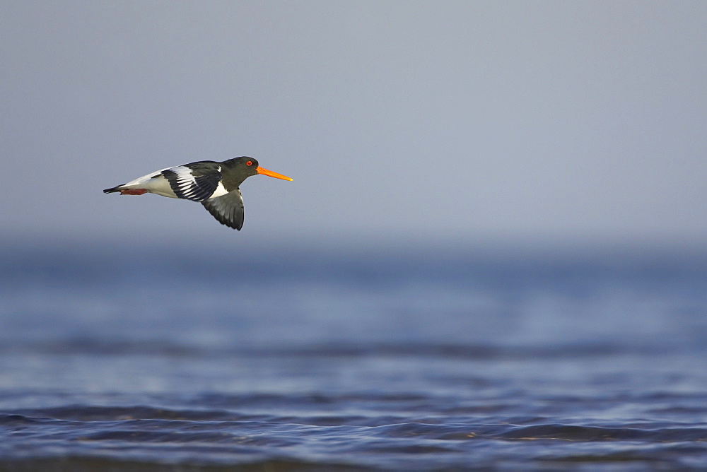 Oystercatcher (Haematopus ostralegus) flying low over water, side angle shown. Birds tend to fly along edge of water between feeding grounds Angus Scotland, UK