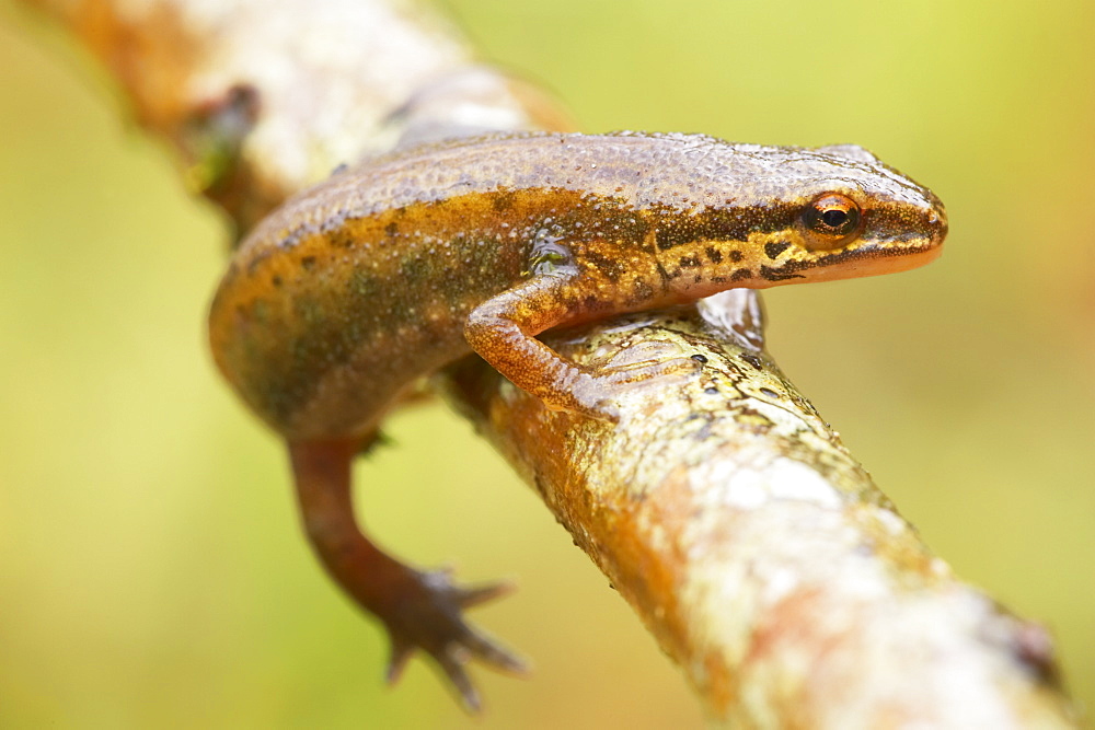 Palmate Newt (Triturus helvetica) head portrait while crawling over branch Argyll Scotland, UK