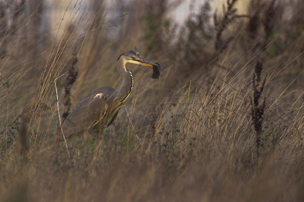 Grey Heron (Ardea cinerea) hunting in field on a brown field site with vole in beak. Herons are prolific hunters and not only hunt for fish in marine environments but hunt for voles in meadows..  Glasgow, Scotland